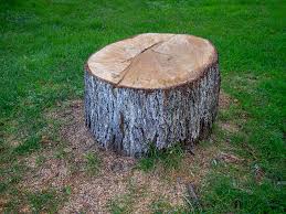 How Our Tree Care Process Works  in  Amelia, OH