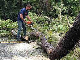  Amelia, OH Tree Services Pros