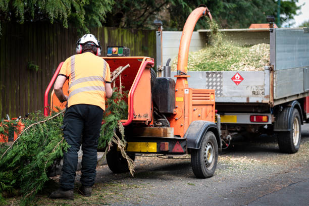 Best Hazardous Tree Removal  in Amelia, OH