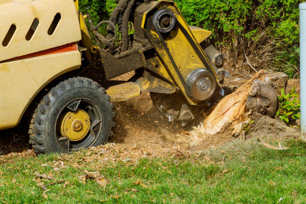 Best Lawn Grading and Leveling  in Amelia, OH