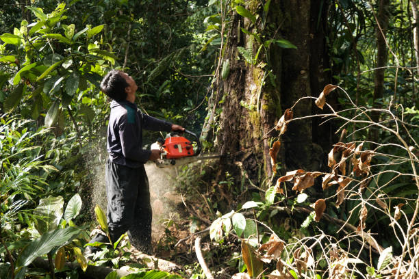 Best Arborist Consultation Services  in Amelia, OH