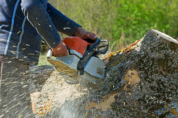 Best Tree Removal  in Amelia, OH
