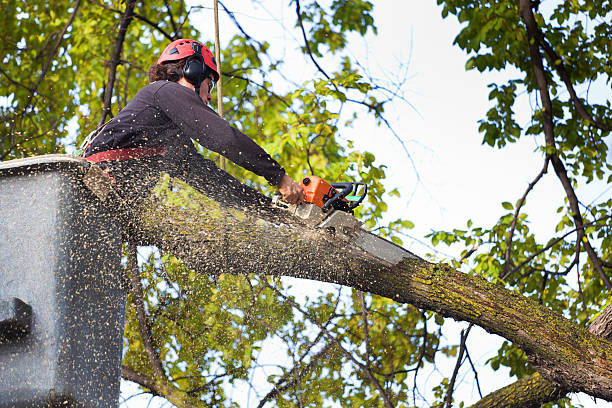 Best Utility Line Clearance  in Amelia, OH